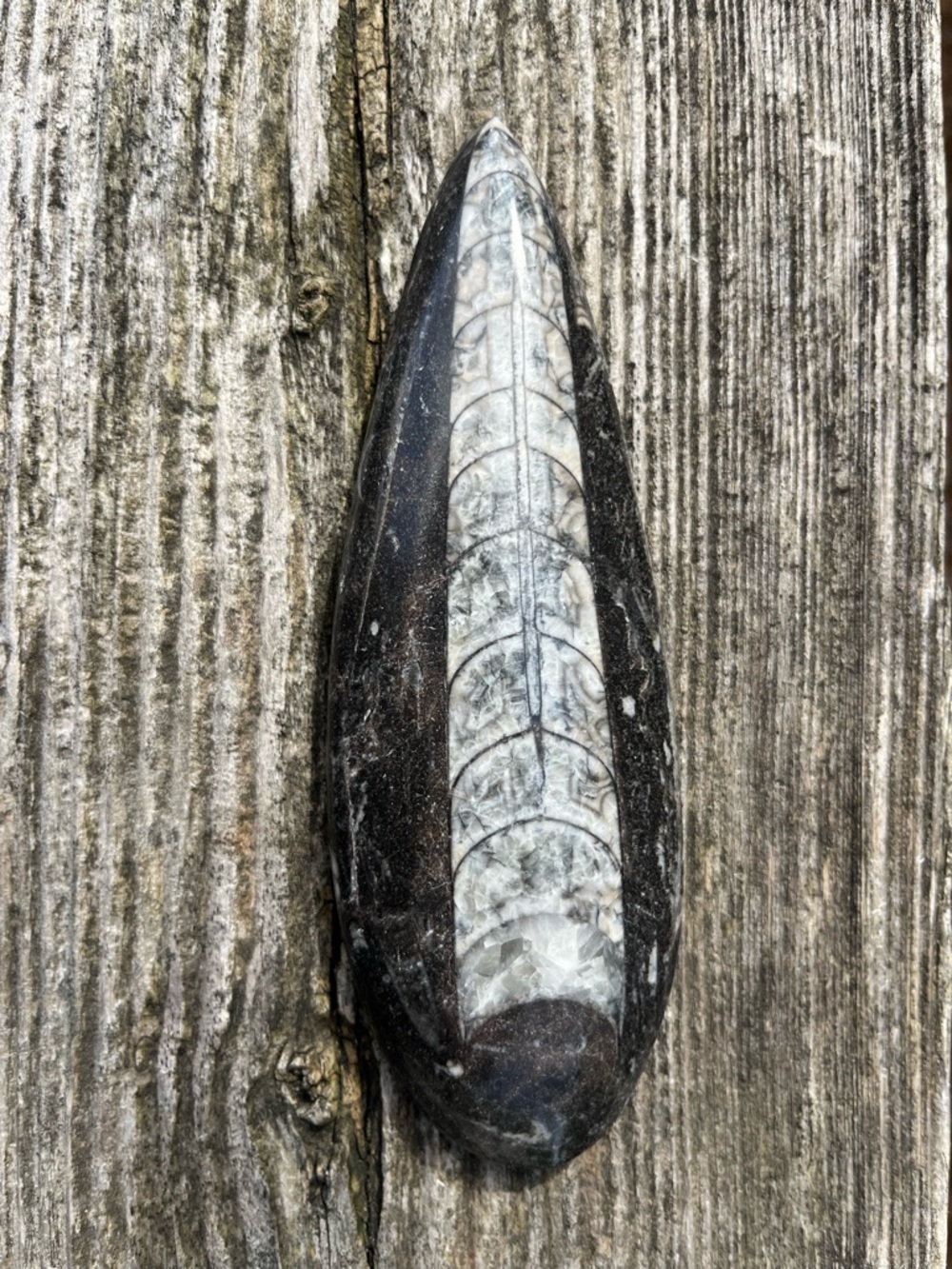 Fossil Squid - Orthoceras